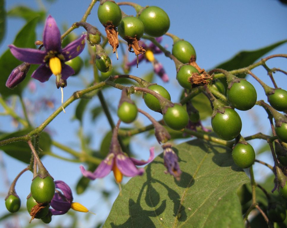 Solanum dulcamara L., Dulcamara, Uvas del diablo. 2