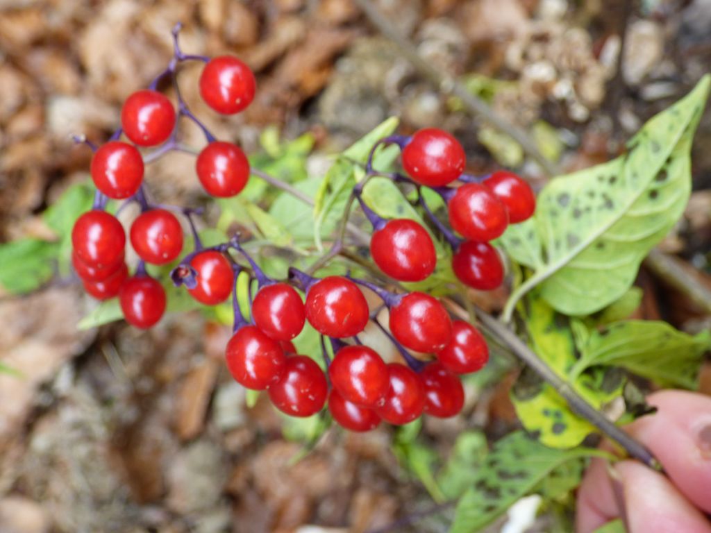 Solanum dulcamara L., Dulcamara, Uvas del diablo. 5