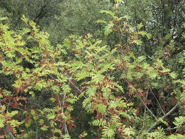 Sorbus domestica L., Serbal común, Pomero, Poma