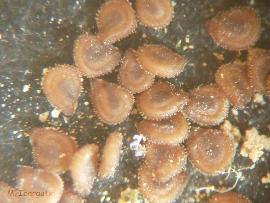 Semillas ápteras de Spergularia marina (L.) Griseb. [Spergularia salina (Pers.) J. & C. Presl]