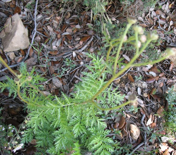 Tanacetum corymbosum (L.) Sch.Bip., Chrysanthemum corymbosum L.