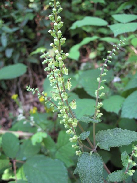 Teucrium scorodonia L., Salvia de los bosques 4
