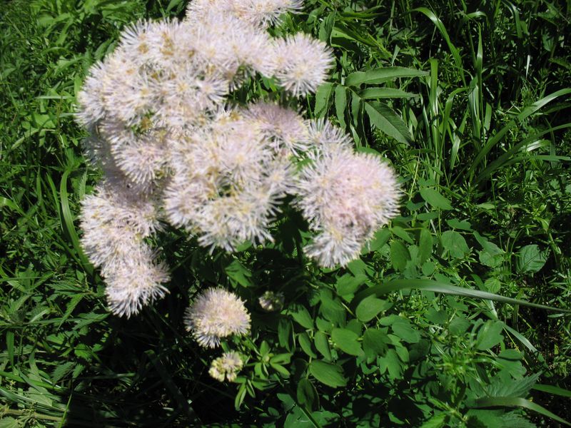 Thalictrum aquilegiifolium L, Talictro plumoso