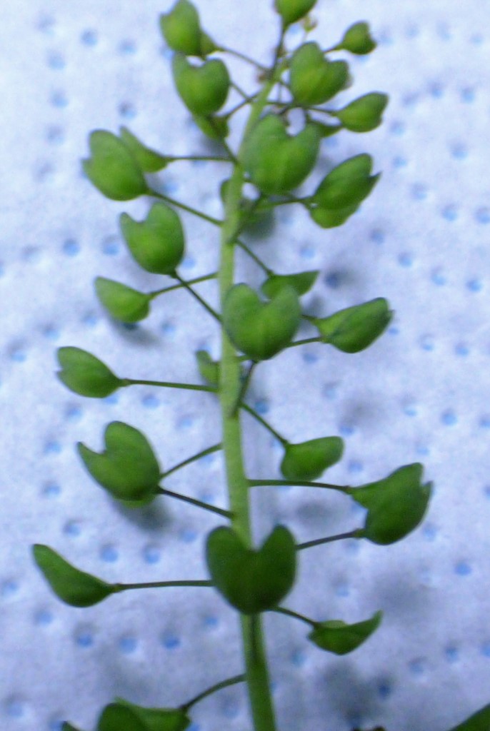 Thlaspi perfoliatum L. Noccaea perfoliata (L.) Al-Shehbaz.