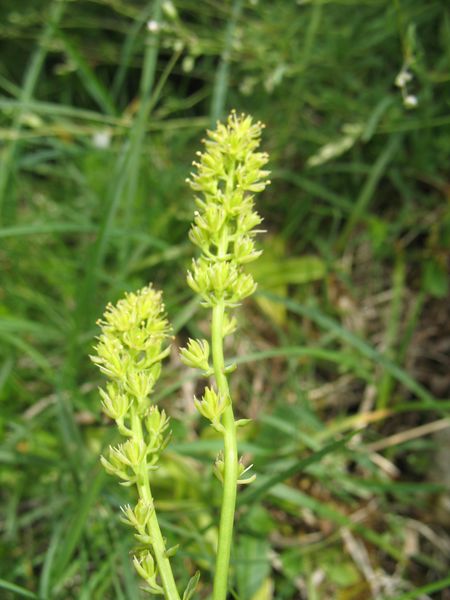 Tofieldia calyculata (L.) Wahlenb. 2