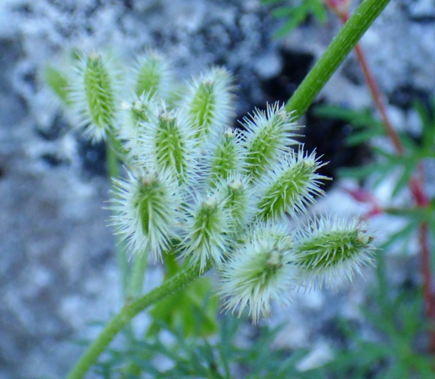 Torilis leptophylla  (L.) Rchb. fil., Caucalis leptophylla L. 5