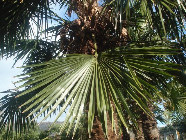 Trachycarpus fortunei 3
