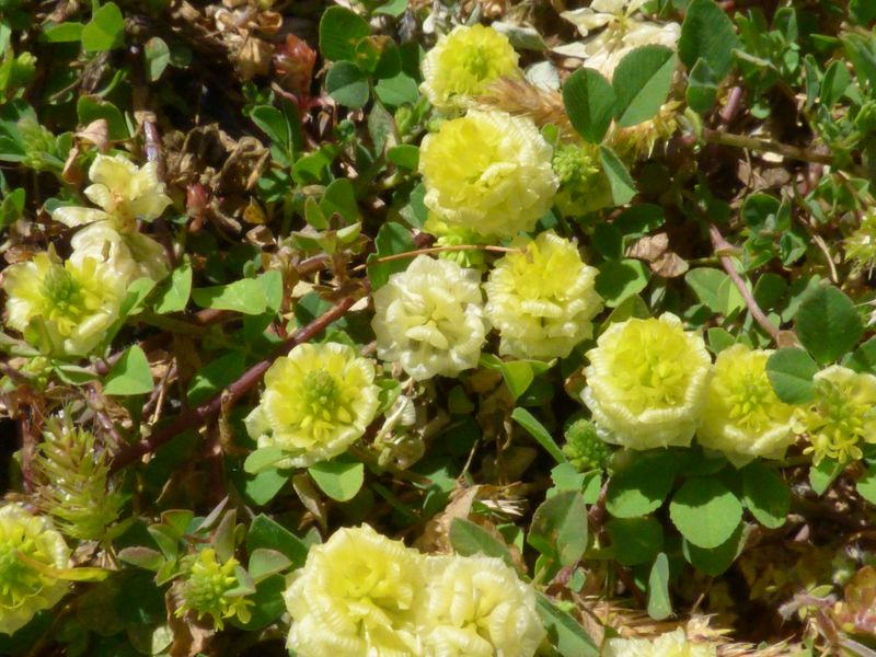 Trifolium campestre Schereb., Trébol amarillo, Trébol campesino 4