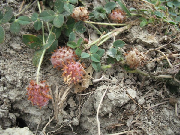 Trifolium fragiferum 2