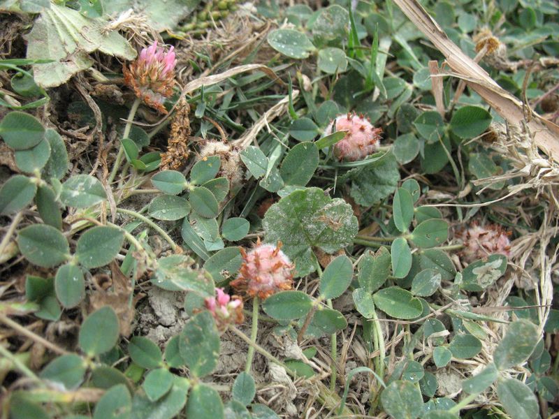 Trifolium fragiferum L., Trébol fresa, Fresa de burro, Hirusta 3