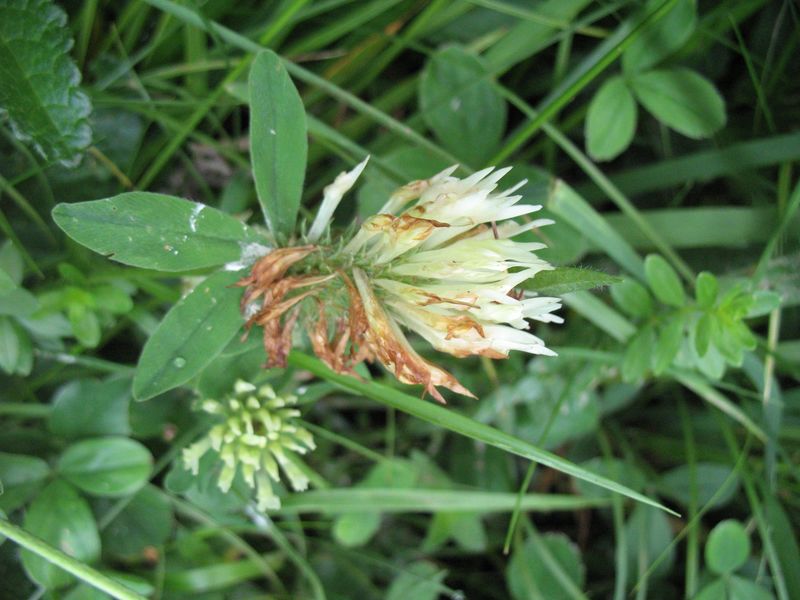 Trifolium ochroleucon Huds., Trifolium patulum, Trébol blancoamarillento 4