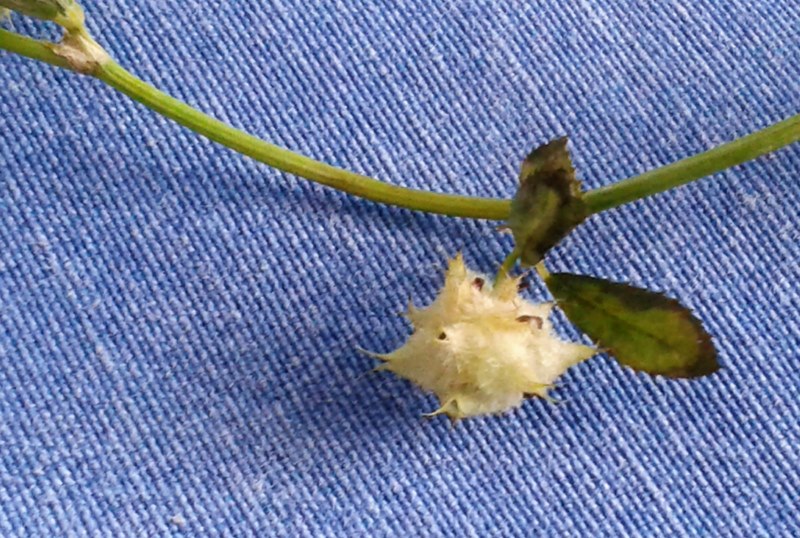 Trifolium resupinatum L., Trébol de juncal. 7