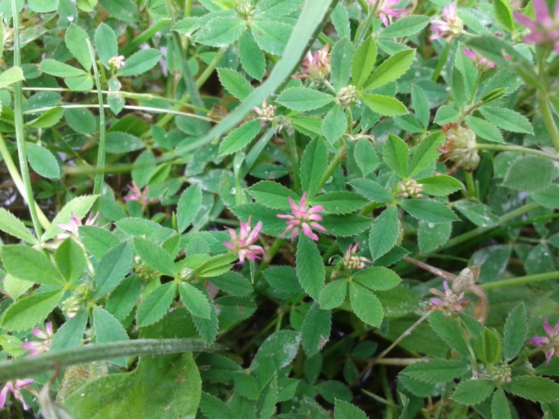 Trifolium resupinatum L., Trébol de juncal. 5