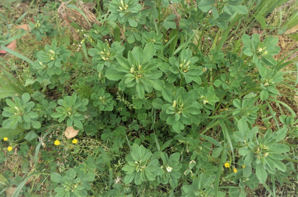 Trigonella foenum-graecum L. Alholva. Fenogreco . 3