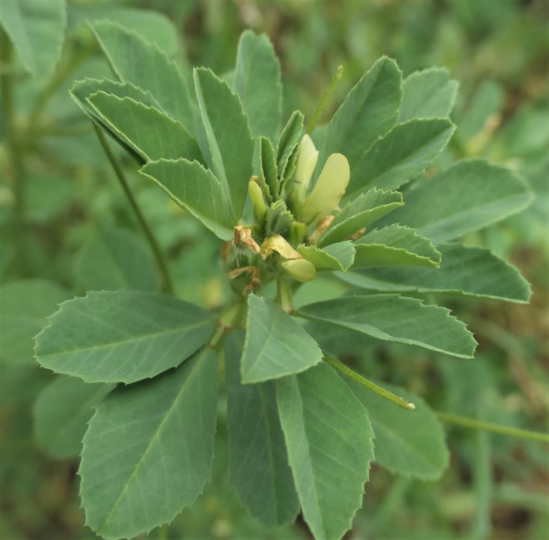 Trigonella foenum-graecum L. Alholva. Fenogreco .