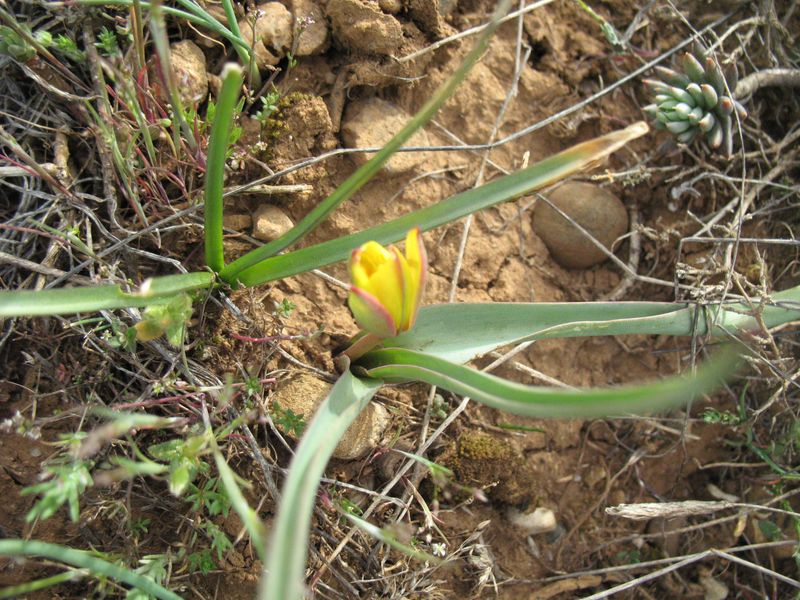Tulipa sylvestris subsp. australis (Link) Pamp., Tulipán silvestre