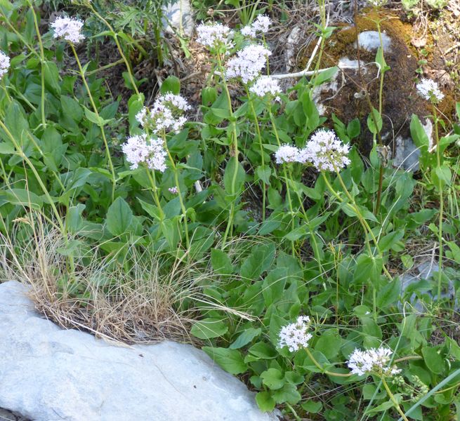 Valeriana montana L., Valeriana de montaña. 2