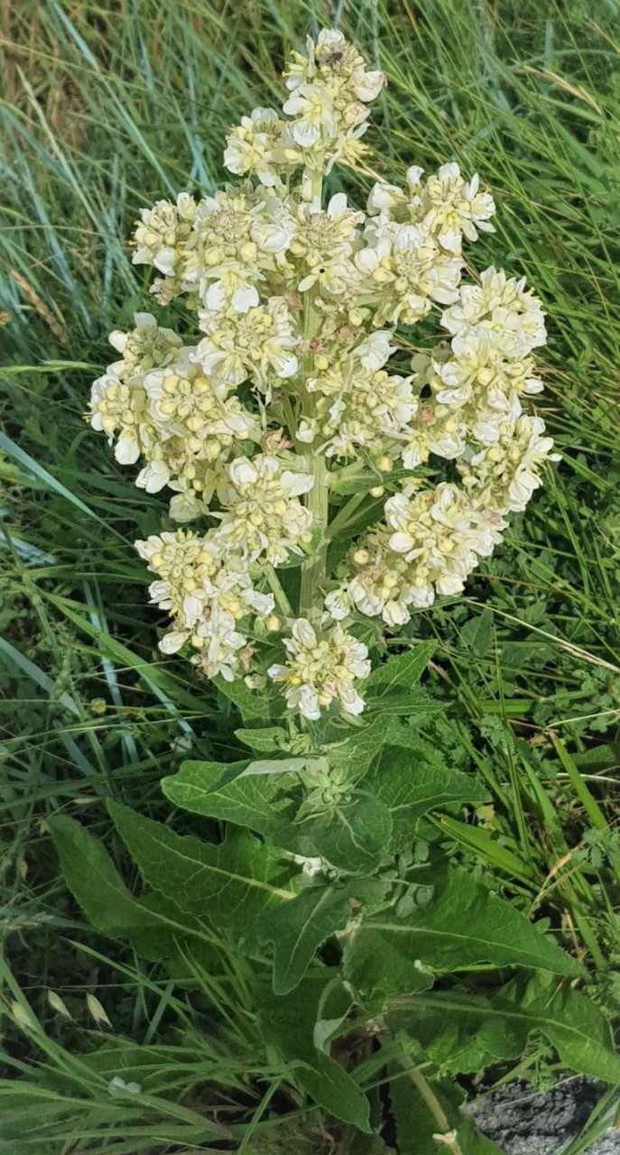 Verbascum lychnitis L., Gordolobo, Candilera. 4