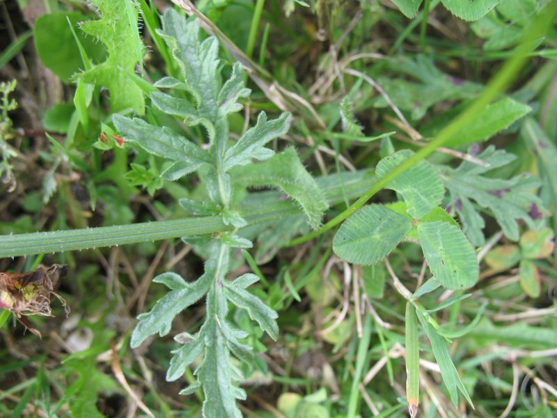 Verbena officinalis L., Verbena 3