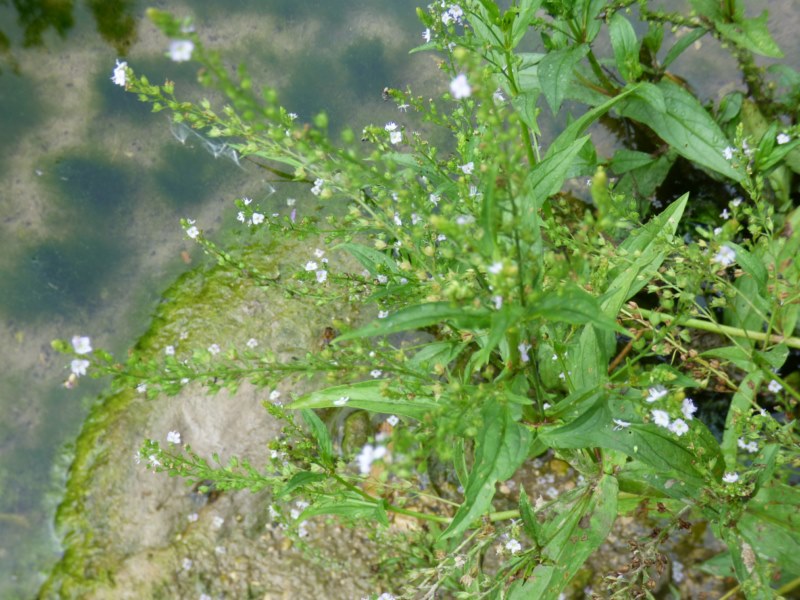Veronica anagallis-aquatica L. 2