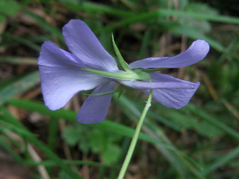 Viola cornuta 2