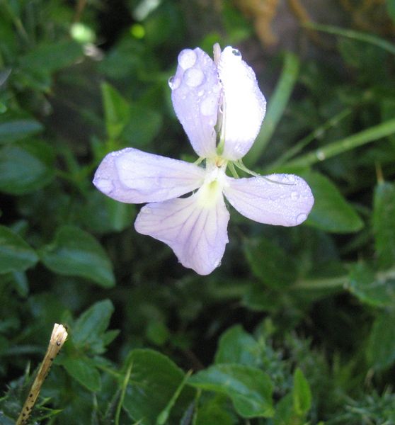 Viola cornuta L., Violeta cornuda de los Pirineos. 2