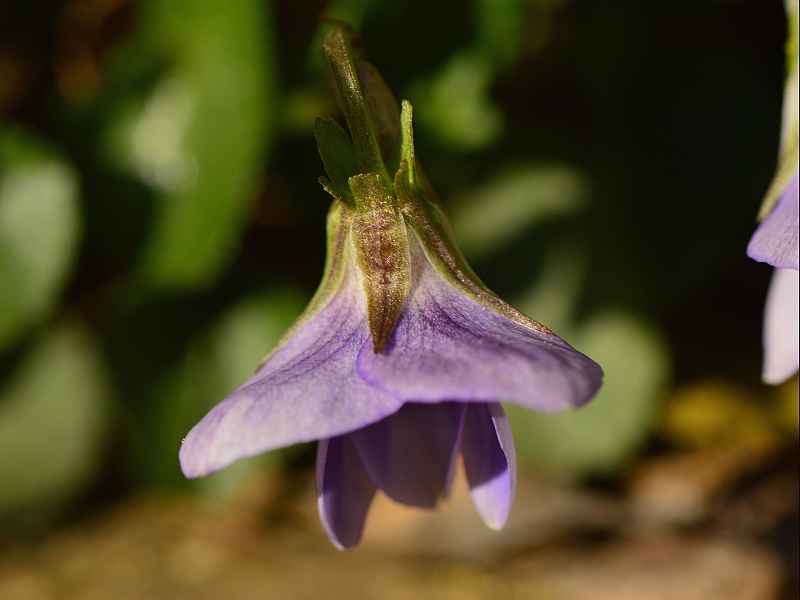Viola riviniana 3
