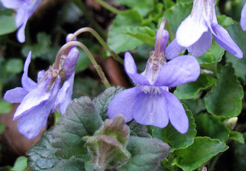 Viola riviniana Reichenb., Violeta silvestre de monte. 3
