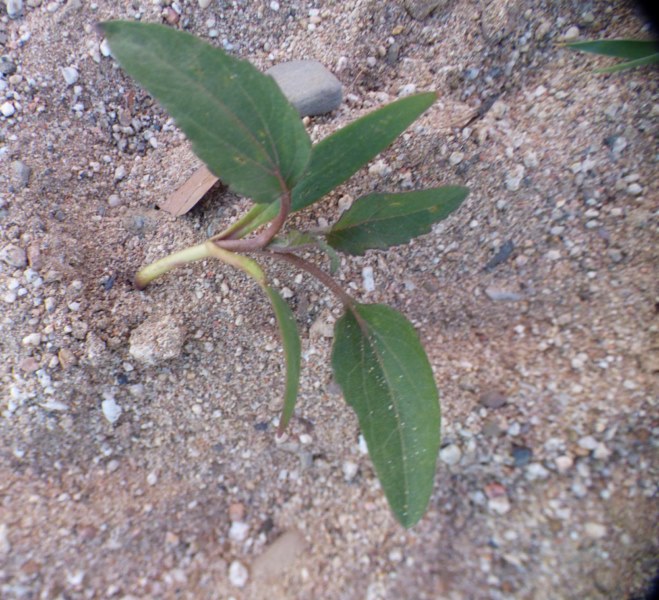 Xanthium strumarium L., Cadillos, Mancaperros. Plántula. 5