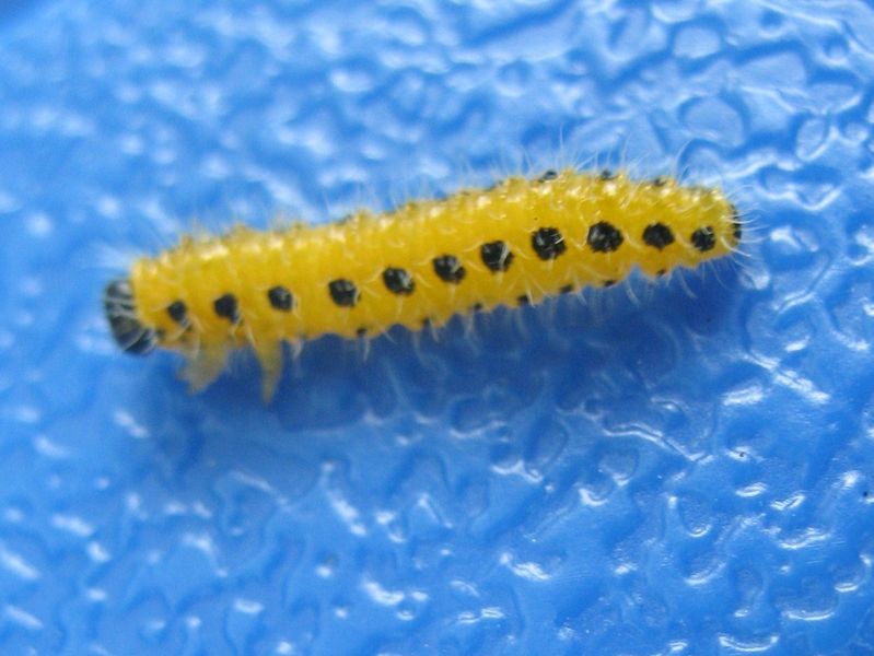 Cladius grandis (Serville 1823), (Trichiocampus viminalis). Larva