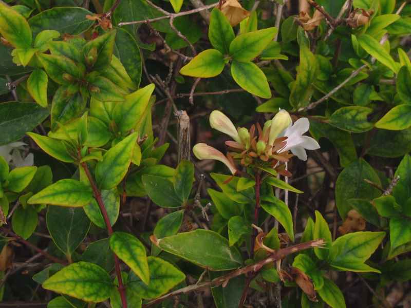 Abelia x grandiflora 3