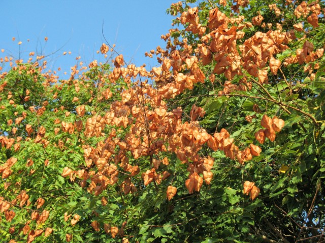 Koelreuteria paniculata Laxm., Jabonero de China, Árbol de los farolillos. 5