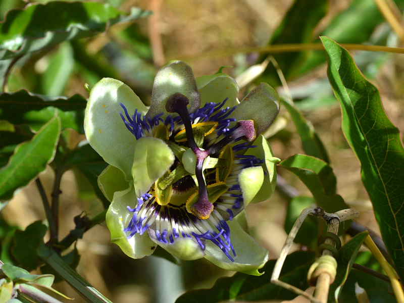 Passiflora caerulea / burucuyá