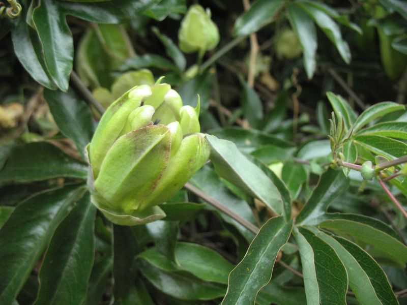 Passiflora caerulea L., Pasionaria, Flor de la pasión, Maracuyá 6