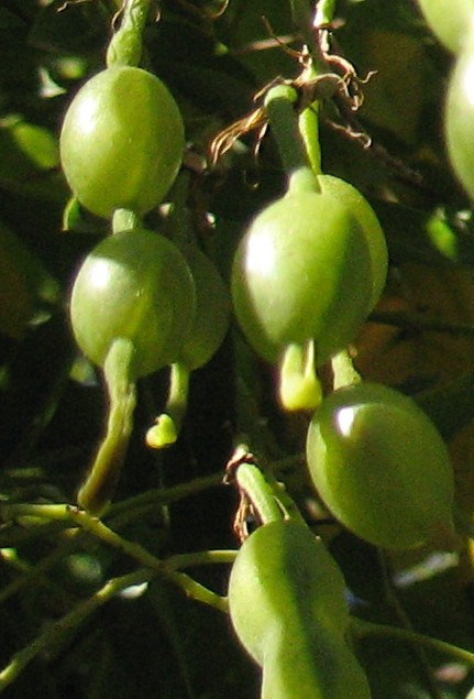 Sophora japonica L., Sofora del Japón, Árbol de las pagodas. 7