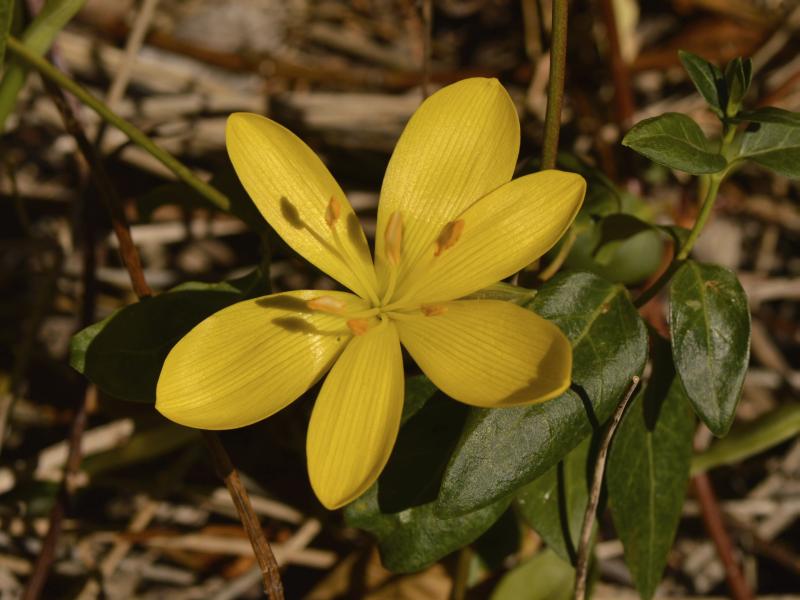 Sternbergia lutea 2