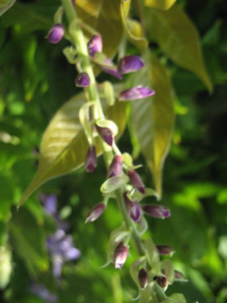 Wisteria floribunda (Willd.) DC., Glicinia de Japón. 4