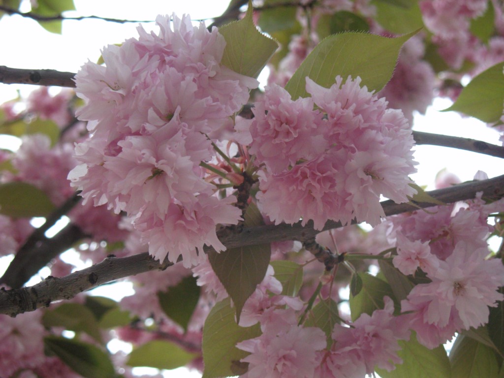 Prunus serrulata Lindl. Kanzan, Cerezo japonés, Cerezo de flor. 2