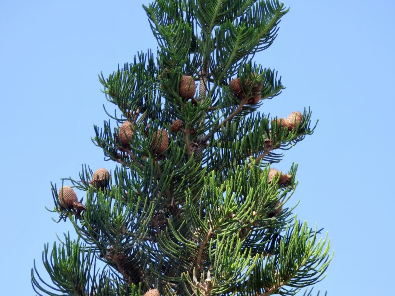 Araucaria heterophylla (Salisb.) Franco, Araucaria excelsa, Pino de la isla de Norfolk.