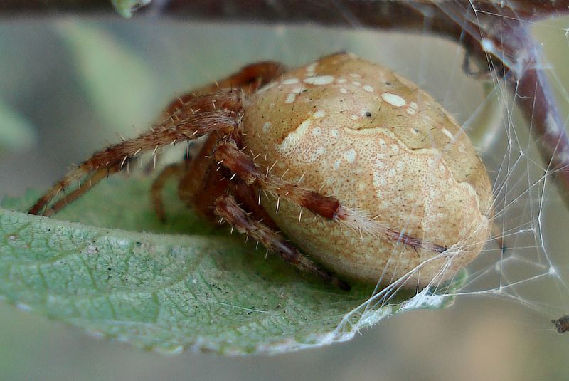 Araneus diadematus -hembra-