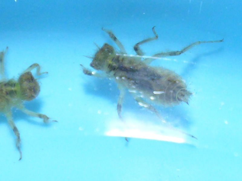 Cordulegaster boltonii (Donovan 1807) = Cordulegaster annulatus (Selys y Hagen 1850). Larva o ninfa de libélula.