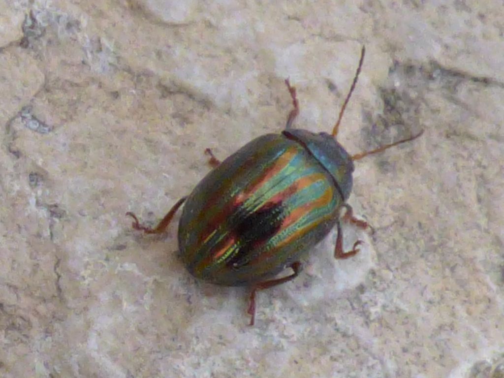 Chrysolina americana (Linnaeus 1758). Escarabajo del romero.