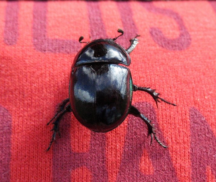 Trypocopris pyrenaeus (Charpentier 1825), Escarabajo pelotero.