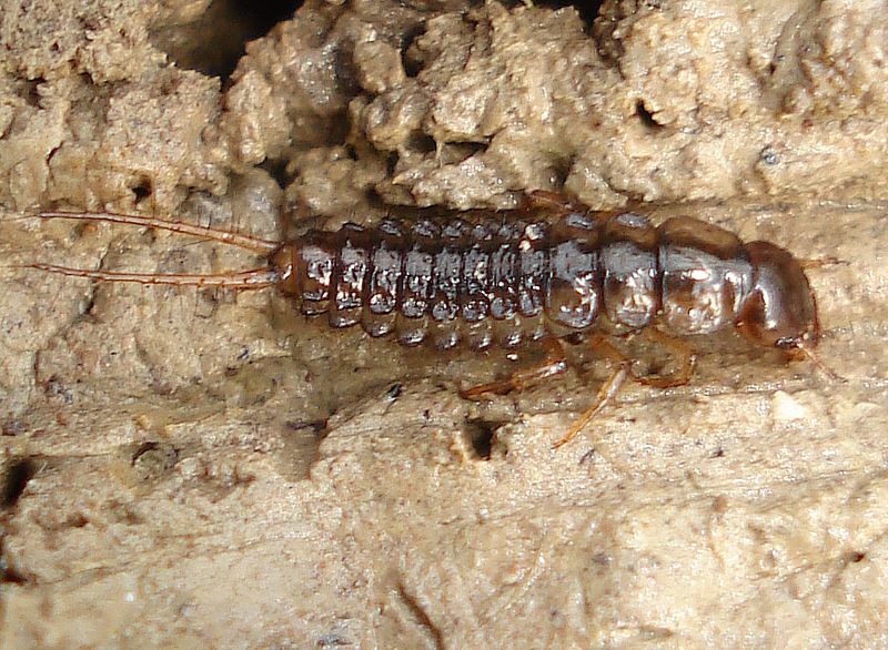 Nebria cf. brevicollis -larva-