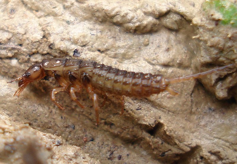 Nebria cf. brevicollis -larva- 2