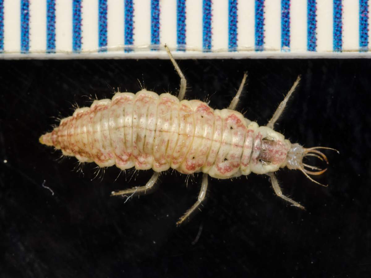 Chrysoperla carnea larva 2
