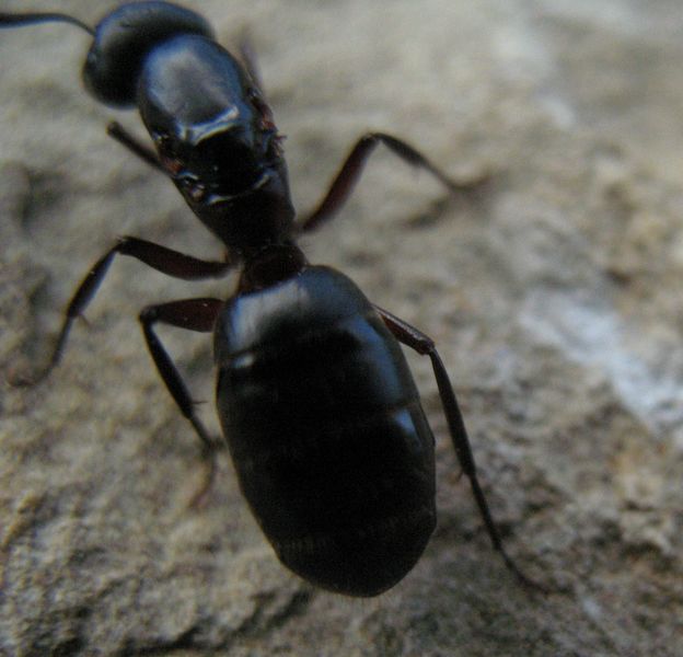 Camponotus sp, posiblemente una reina de la especie aethiops.