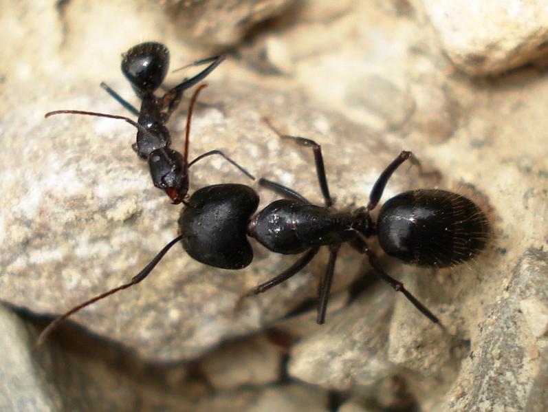 Camponotus y Aphaenogaster (muerta)