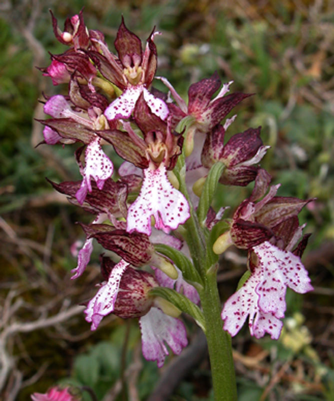Orchis purpurea x Orchis provincialis