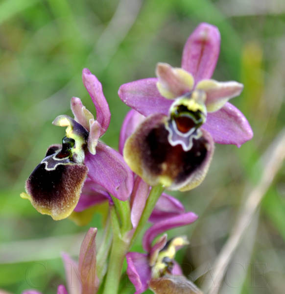 Ophrys X grampinii Cortesi 1904